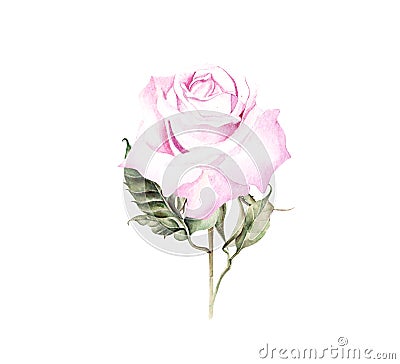 Watercolor realistic rose. Hand drawing Cartoon Illustration