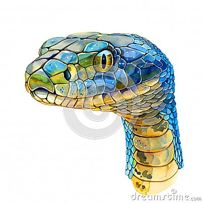 Watercolor realistic snake, python face on a white background. Print for postcard, mug, baseball cap, notepad, notebook Stock Photo