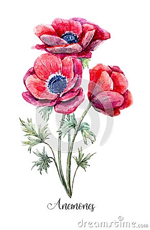 Watercolor red anemone flower Cartoon Illustration