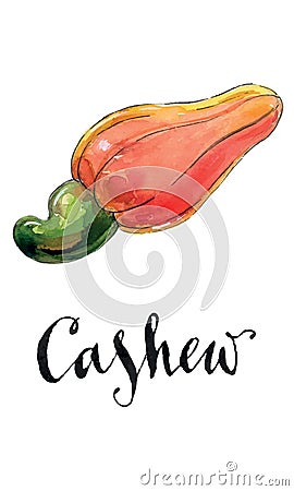 Watercolor red cashew Vector Illustration