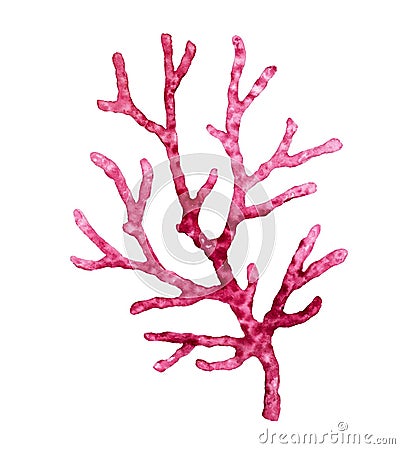 Watercolor red coral. Transparent sea plant isolated on white. Realistic scientific illustration. Hand painted Cartoon Illustration