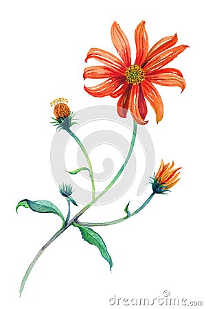 Watercolor red daisies branch with leaves. Cartoon Illustration