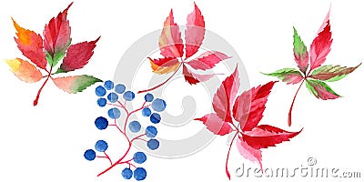 Watercolor red grapes leaves. Leaf plant botanical garden floral foliage. Isolated illustration element. Cartoon Illustration