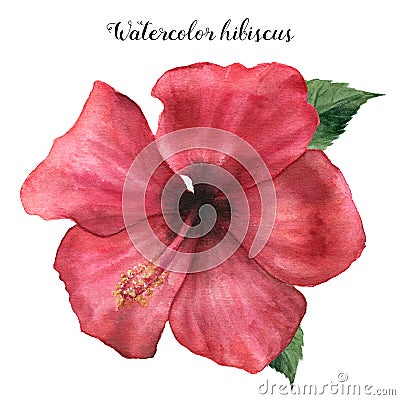 Watercolor red hibiscus. Hand painted exotic floral illustration with leaves on white background. Tropic flower Cartoon Illustration