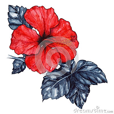 Watercolor red hibiscus karkade tropical exotic flower plant isolated Stock Photo