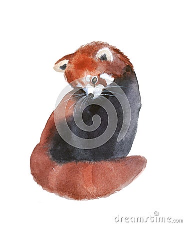 Watercolor red panda, hand drawn cute illustration. Creative woodland animals. Cartoon Illustration