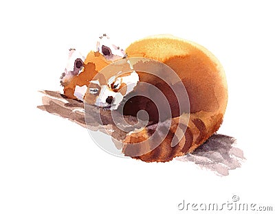 Watercolor Red Panda Sleeping on the Branch Hand Drawn Animal Illustration on white background Cartoon Illustration