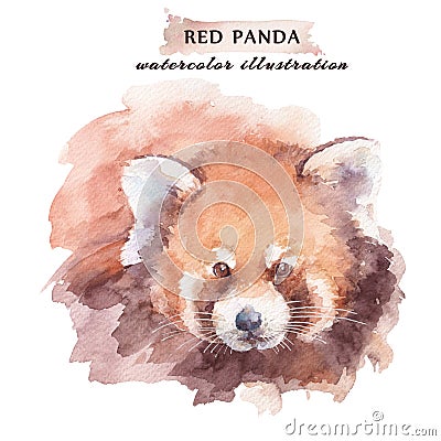 Watercolor red panda. Wild animal hand drawn illustration. Cartoon Illustration