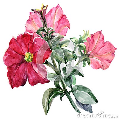 Watercolor red petunia bouquet. Illustration. Cartoon Illustration