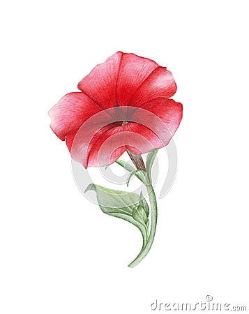 Watercolor red petunia on white background Stock Photo