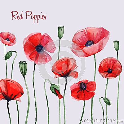 Watercolor red poppies Vector Illustration