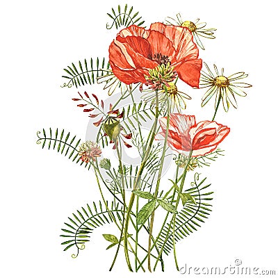 Watercolor red poppies. Wild flower set isolated on white. Botanical watercolor illustration, red poppies bouquet Cartoon Illustration