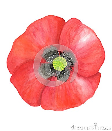 Watercolor red Poppy. Hand drawn botanical Papaver flower head illustration isolated on white background. Bright field plant for Cartoon Illustration