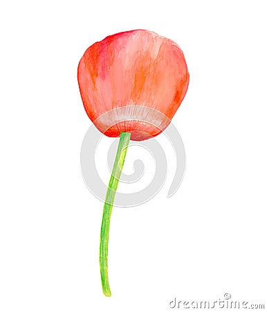 Watercolor red Poppy. Hand drawn botanical Papaver flower illustration isolated on white background. Bright field plant for cards Cartoon Illustration