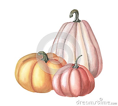 Watercolor red pumpkin. Watercolor illustration on white background. Group of vegetables. Cartoon Illustration