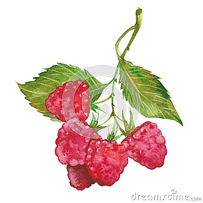 Watercolor red raspberry Cartoon Illustration