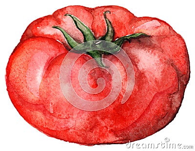Watercolor red ripe tomato vegetable food isolated vector Vector Illustration