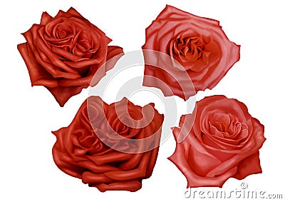 Watercolor red roses. delicate realistic roses. Set of illustrations Cartoon Illustration