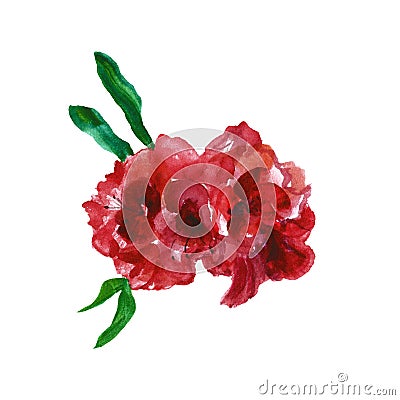 Watercolor red roses ,isolated on white background. Colorful deep red english garden flowers Cartoon Illustration