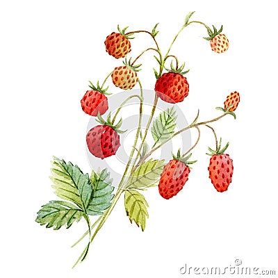 Watercolor red strawberry Stock Photo