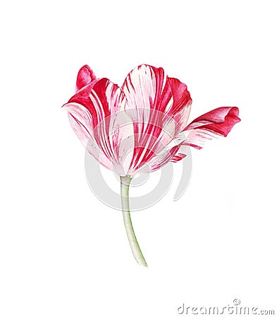 Watercolor red white tulip on white background Stock Photo