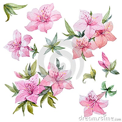 Watercolor rhododendron flowers Stock Photo