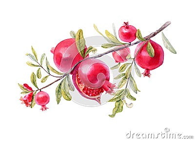 Watercolor rich pomegranate branch isolated on white background. Handdrawing illustration Cartoon Illustration