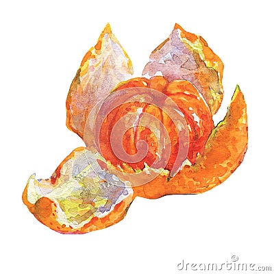 Watercolor ripe orange mandarin Cartoon Illustration