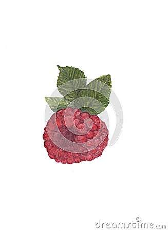 Watercolor `Ripe Raspberry`. Stock Photo