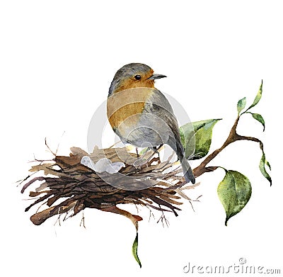 Watercolor robin sitting on nest with eggs. Hand painted illustration with bird and branch of wood isolated on white Cartoon Illustration