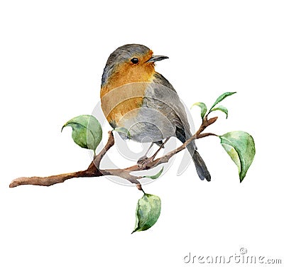 Watercolor robin sitting on tree branch with leaves. Hand painted spring illustration with bird isolated on white Cartoon Illustration