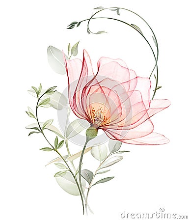 Watercolor Rose with eucalyptus branches. Big transparent peach flower with curved plants. Pastel beige composition in Stock Photo