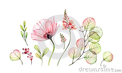 Watercolor Rose floral set. Transparent poppy, fresia flowers, Eucalyptus branch, berries isolated on white. Botanical Stock Photo