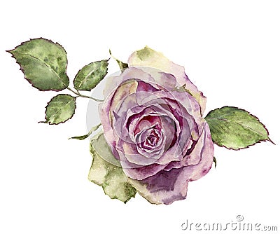 Watercolor rose with leaves. Hand painted vintage floral illustr Cartoon Illustration