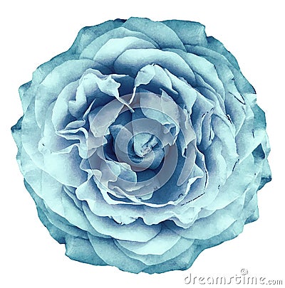 Watercolor rose light turquoise flower on white isolated background with clipping path. Closeup. Stock Photo