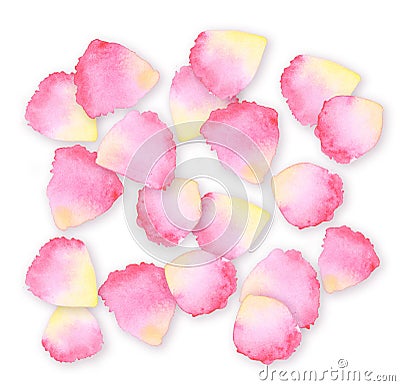 Watercolor rose petal design element. Stock Photo