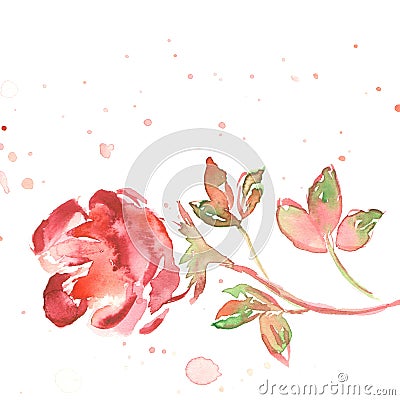 Watercolor rose Stock Photo