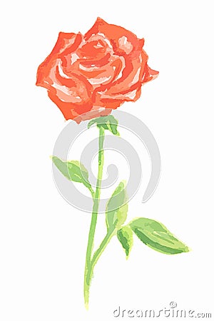 watercolor rose. Vector Illustration
