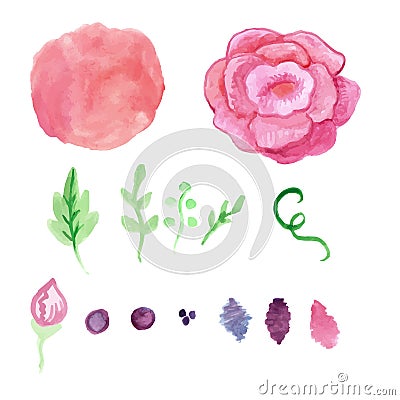 Watercolor rose, splash elements set. Vintage Vector Illustration