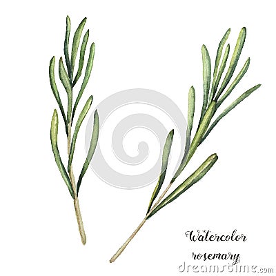 Watercolor rosemary. Hand painted rosemary branch isolated on white background. Floral botanical clip art for design or Stock Photo