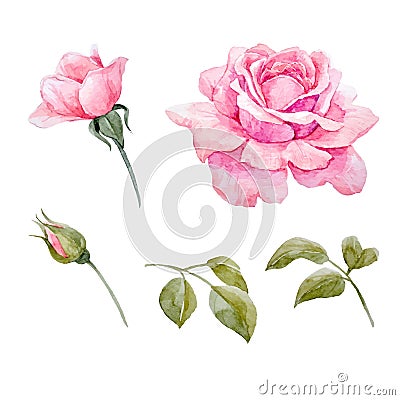 Watercolor roses vector set Vector Illustration