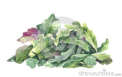 Watercolor rucola salad Stock Photo