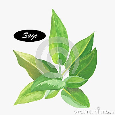 Watercolor sage herb. Salvia Stock Photo