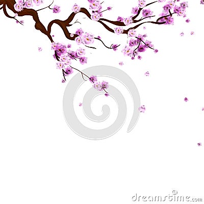 Watercolor sakura background with blossom cherry tree branch. Ha Vector Illustration