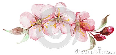 Watercolor sakura flowers Stock Photo