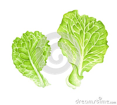 Watercolor salad leaf Stock Photo