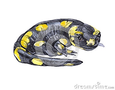 Watercolor salamander animal Cartoon Illustration