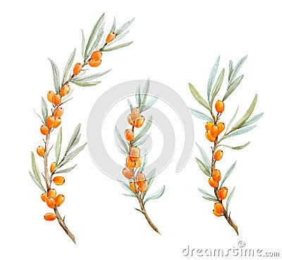 Watercolor sea buckthorn Cartoon Illustration