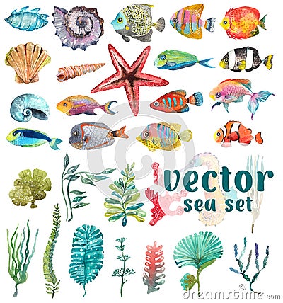 Watercolor Sea Life,Seaweed, Shell, fish Vector Illustration