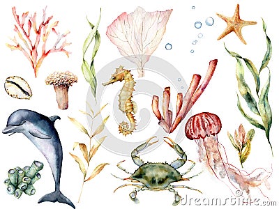 Watercolor sea life set. Hand painted coral reef, dolphin, crab, seahorse, jellyfish, starfish and laminaria isolated on Cartoon Illustration